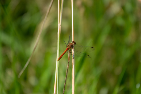 Libelle