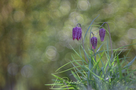 Kievitsbloem