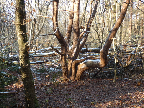 Kunstvormen in het bos.