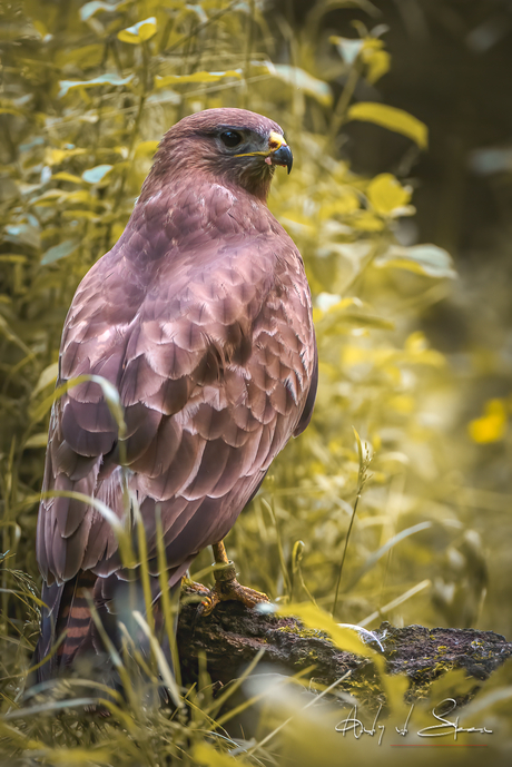 buizerd