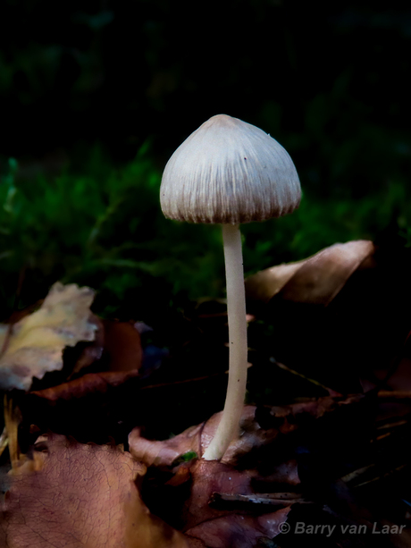 Mycena