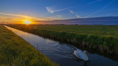 zwaan bij zonsondergang