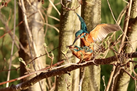 Ijsvogel
