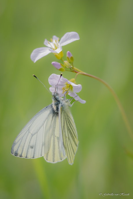 Klein geaderd witje 🦋.