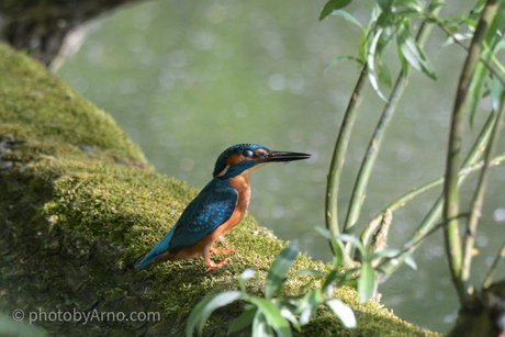 IJsvogel kijkt goed rond