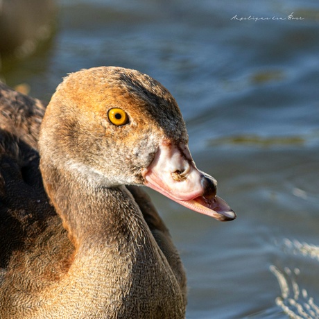 Vreemde snuiter 