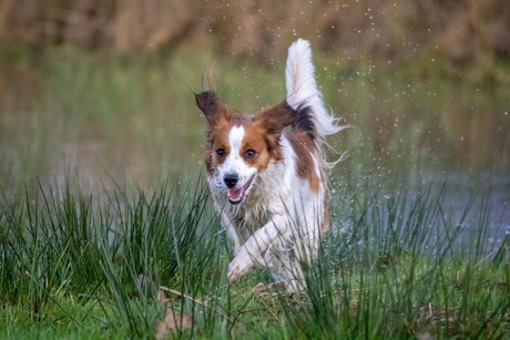 Spelen in het water