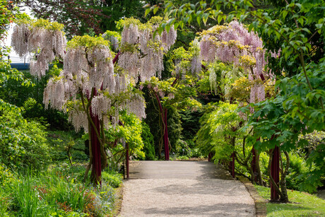 Arboretum Trompenburg