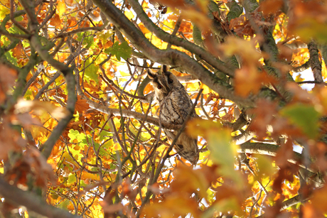 Ransuil met hefstkleuren