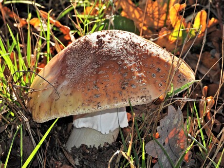 Grote bruine paddenstoel