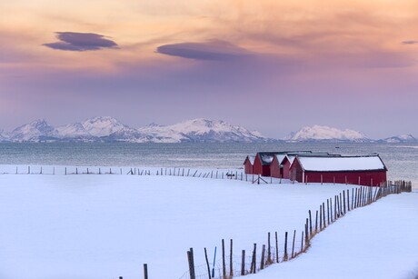 Stallen in sneeuwlandschap