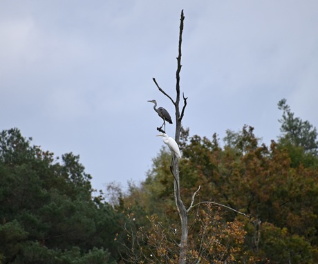 Blauwe en zilveren reiger op een dorre boomstam