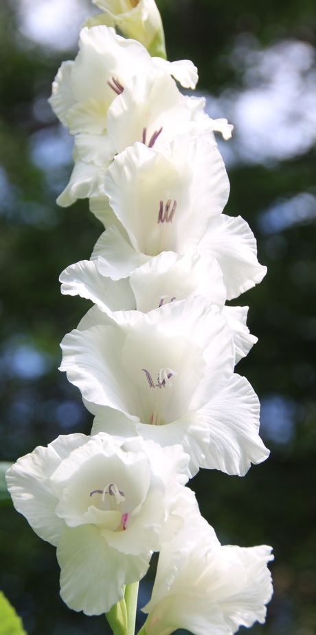 gladiolus " White Prosperity"