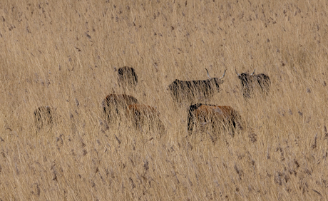 Heckrunderen in de Oostvaardersplassen 