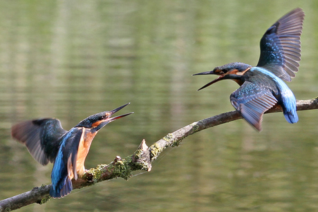 Ijsvogels