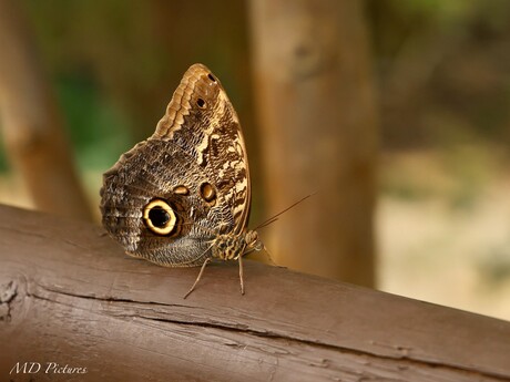 De uilvlinder (Caligo memnon)