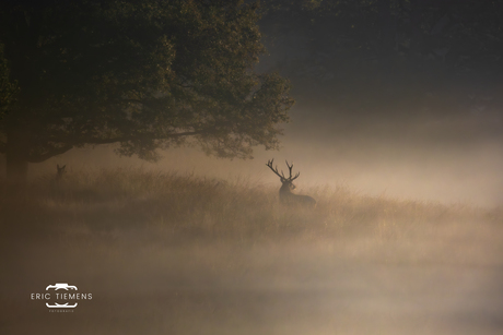 ochtend mist 