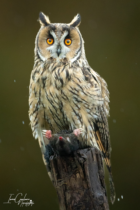 Ransuil met prooi in de regen