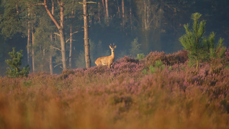 De heide kleurt nog steeds prachtig paars