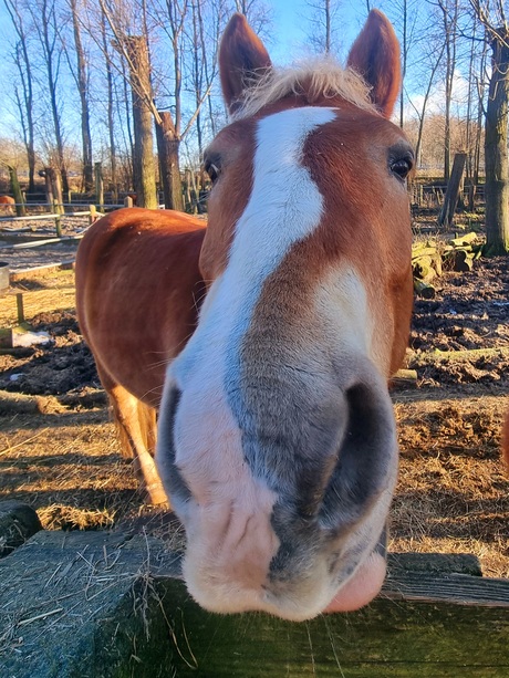 paard