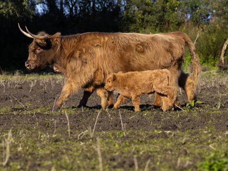 Samen aan de wandel