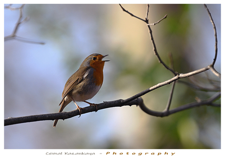 Roodborst