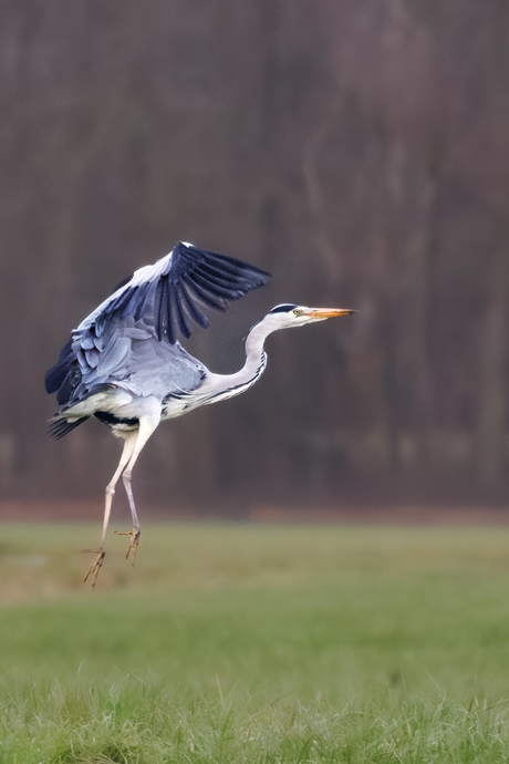 wegvliegende Blauwe Reiger