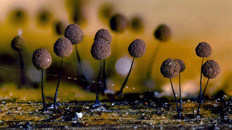 Langstelig kroeskopje