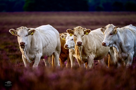 Nieuwsgierige koeien op de hei in de schemering