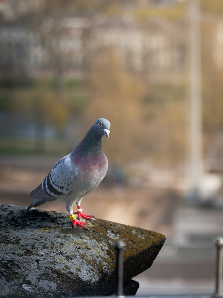 Stadsduif