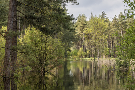 Kalmthoutse heide