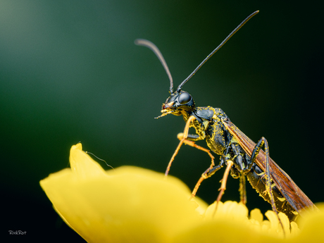 Glitterbug
