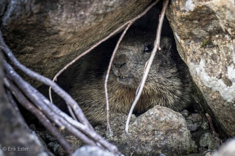 Marmot