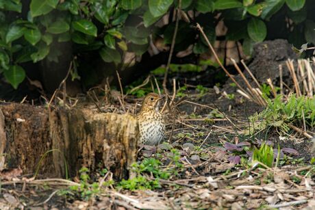 Vaste gast, zanglijster