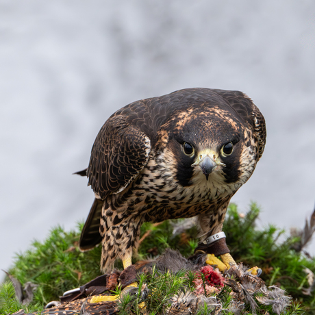 Blijf van mijn prooi af