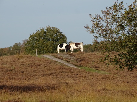 Gduinen