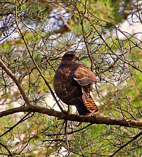 Buizerd