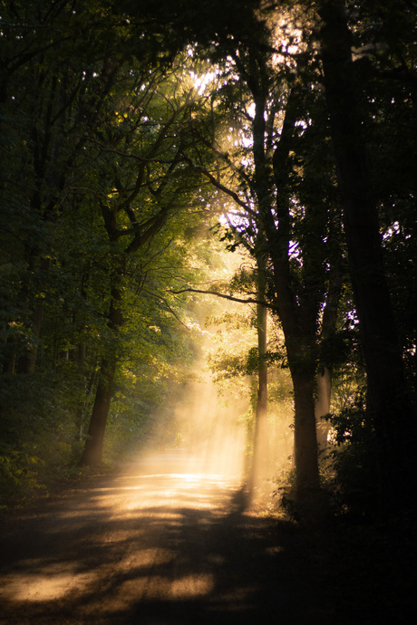 Zonlicht door de bomen