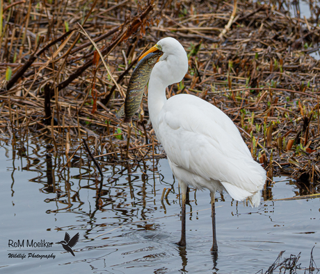 De grote zilverreiger.