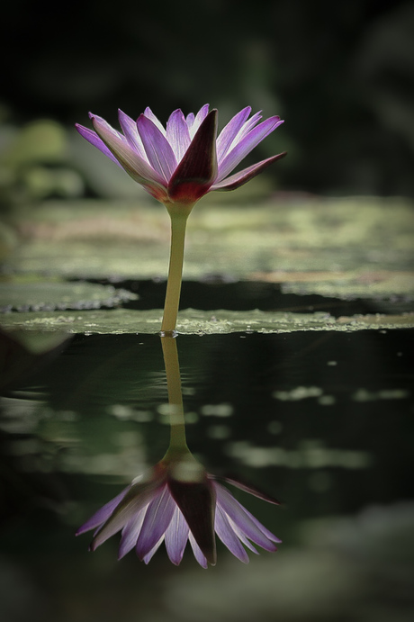 Reflectie op 't water