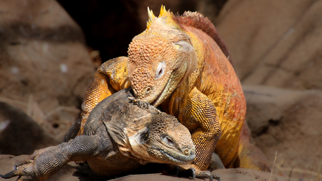 Galapagos