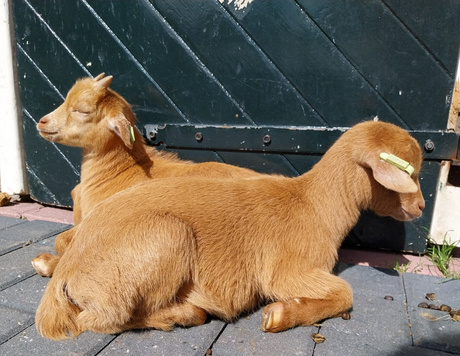 Jonge geitjes in kinderboerderij de Houtkamp. 