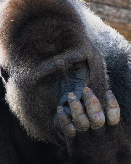 Gorilla in Burgers' Zoo