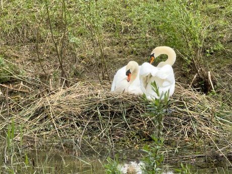 zwaan