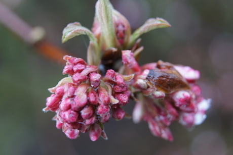 Winterbloem