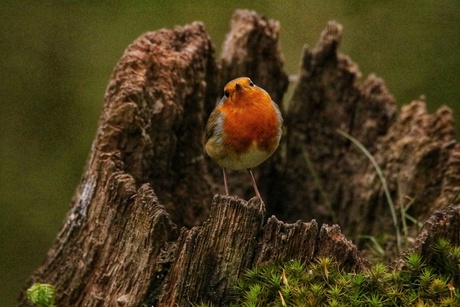 Roodborstje 