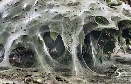 Web van spinselmotten