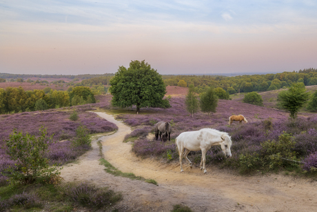 Paarden op de hei