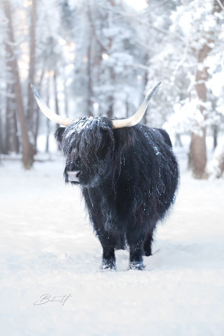 Guardians of the winter silence