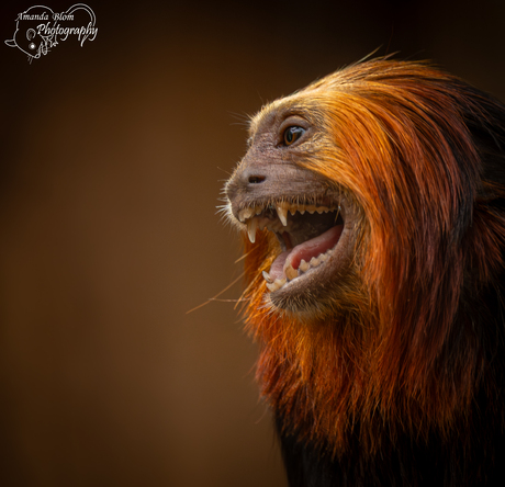 Portret van het prachtige Goudkopleeuwaapje